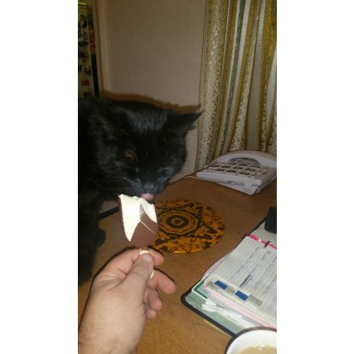 The cat just nicked my magnum