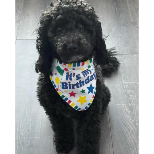 My little furball who celebrated his first birthday this week