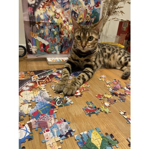 Puzzle cat