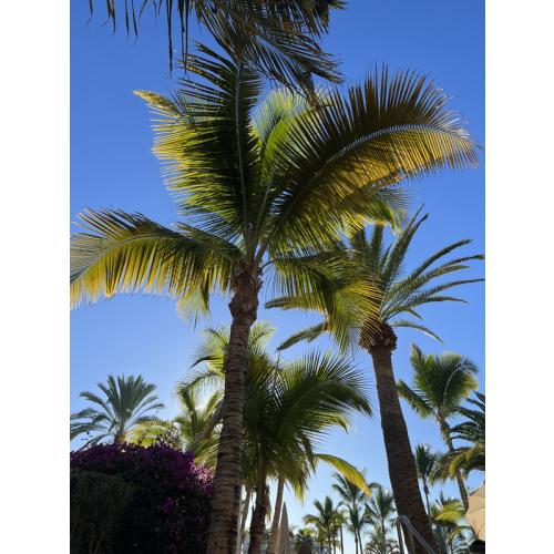 I love Palm Trees!