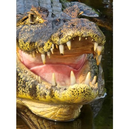 Always smile at a crocodile!
