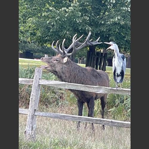 Heron hero worships rutting  stag