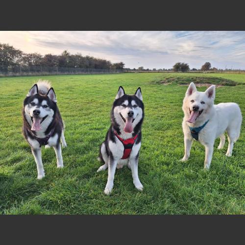 The Three Huskyteers: All for Love and Love for All!