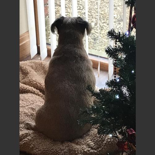 Waiting for Santa Paws