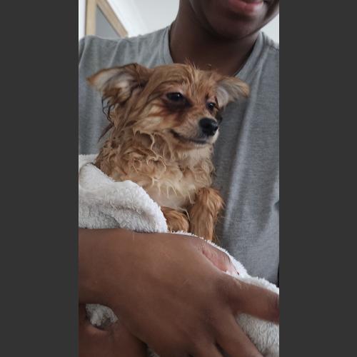 Puppy's first bath