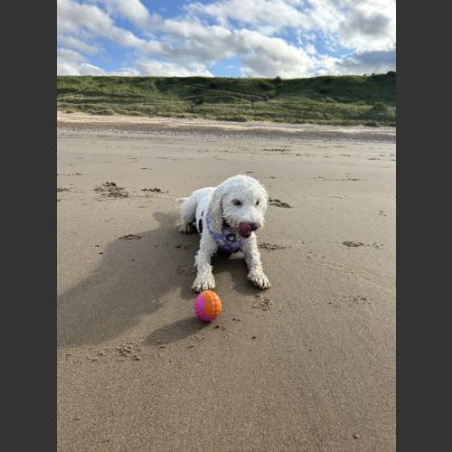 Daisy at the beach