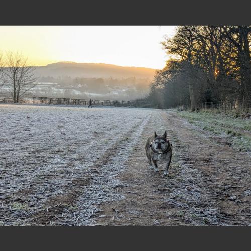 Morning walks