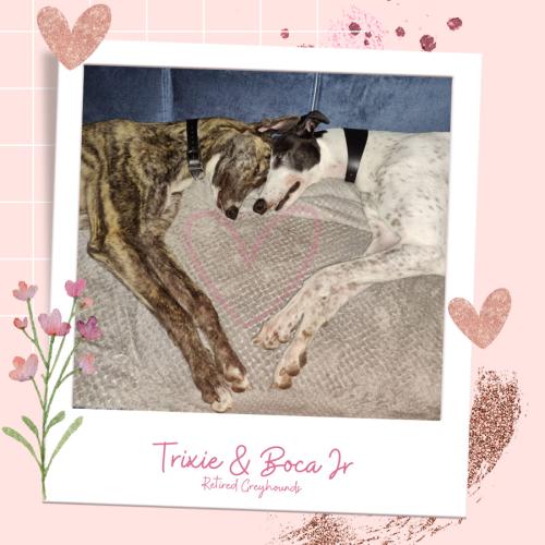 Retired Greyhounds Love - Trixie & Boca Jr