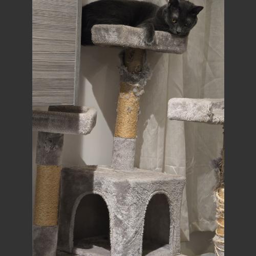 My faithful baby girl cat on her cat tree