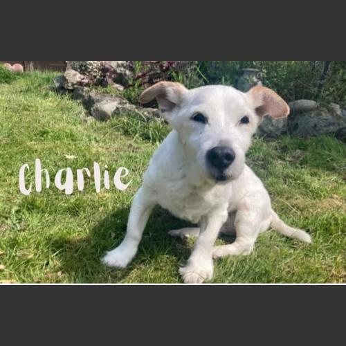 Charlie boy forever loved