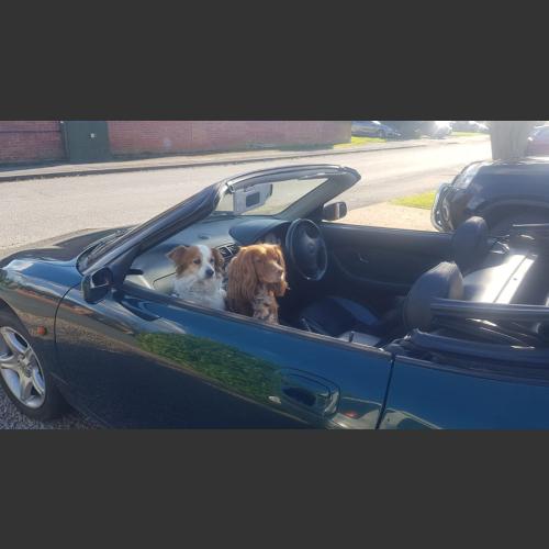 The cutest MGF passengers