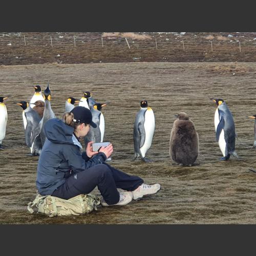 Pinguins in Falklands