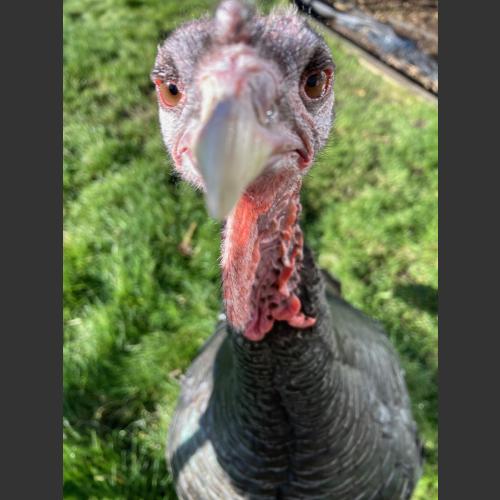 My beautiful pet turkey, Willimena