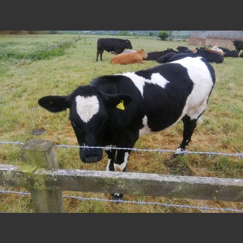 A Valentine’s Cow