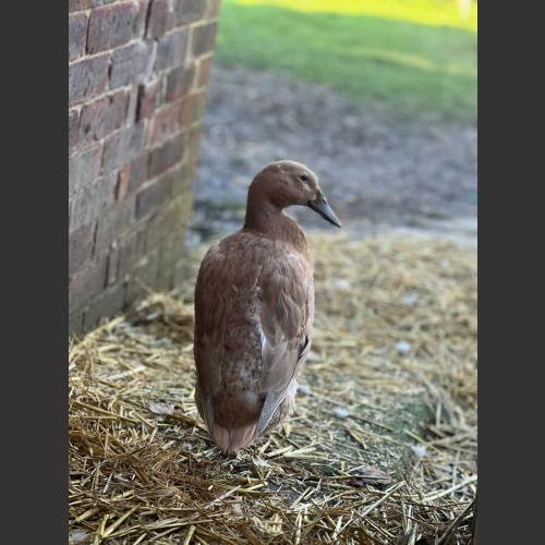 Love is my pet duck Melvyn