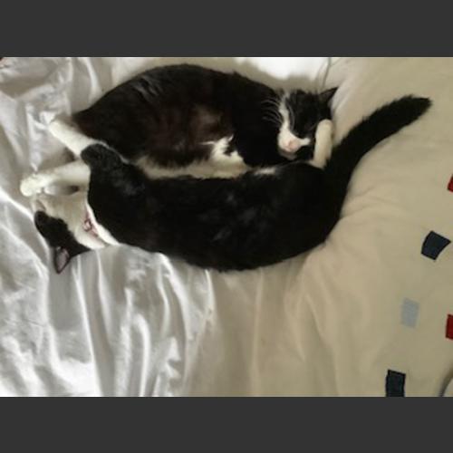 Ying and Yang - my twin cats