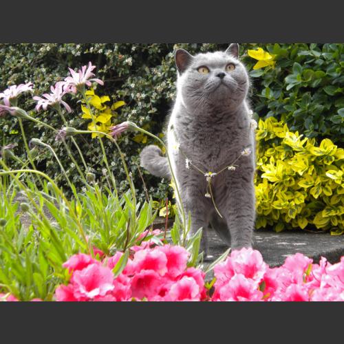 Oscar in the garden