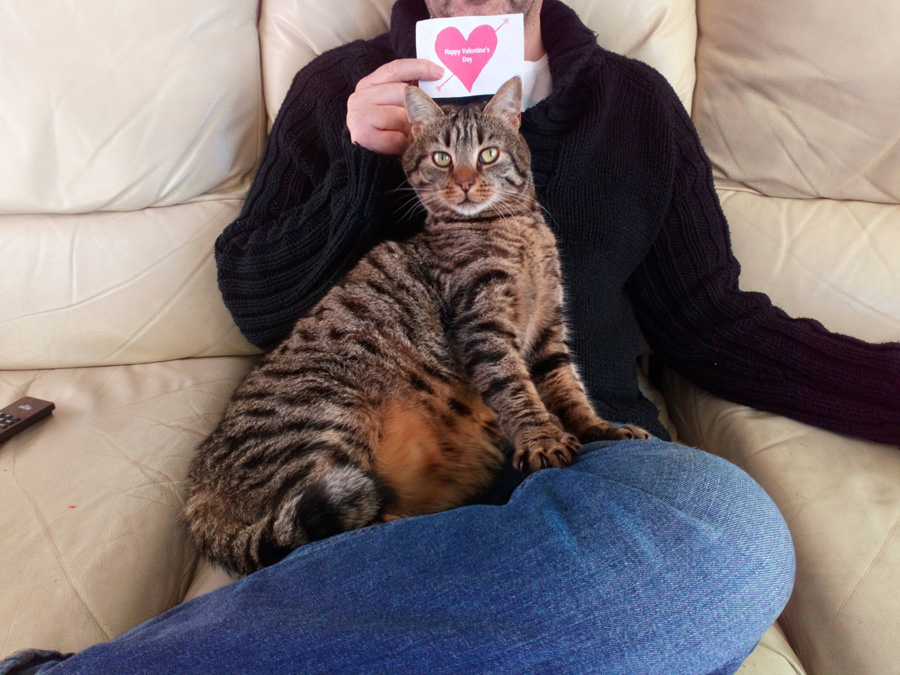 Purrfect Valentine