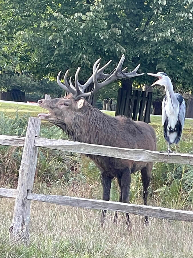 Heron hero worships rutting  stag