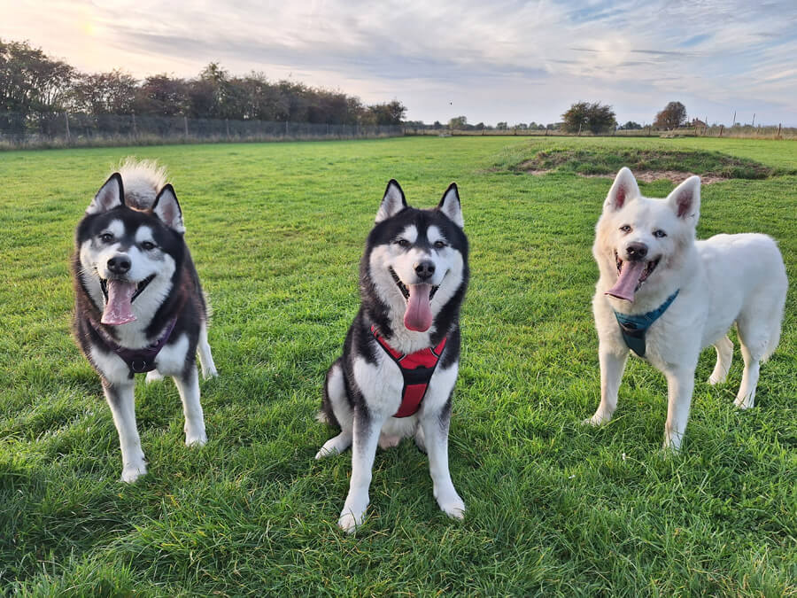 The Three Huskyteers: All for Love and Love for All!