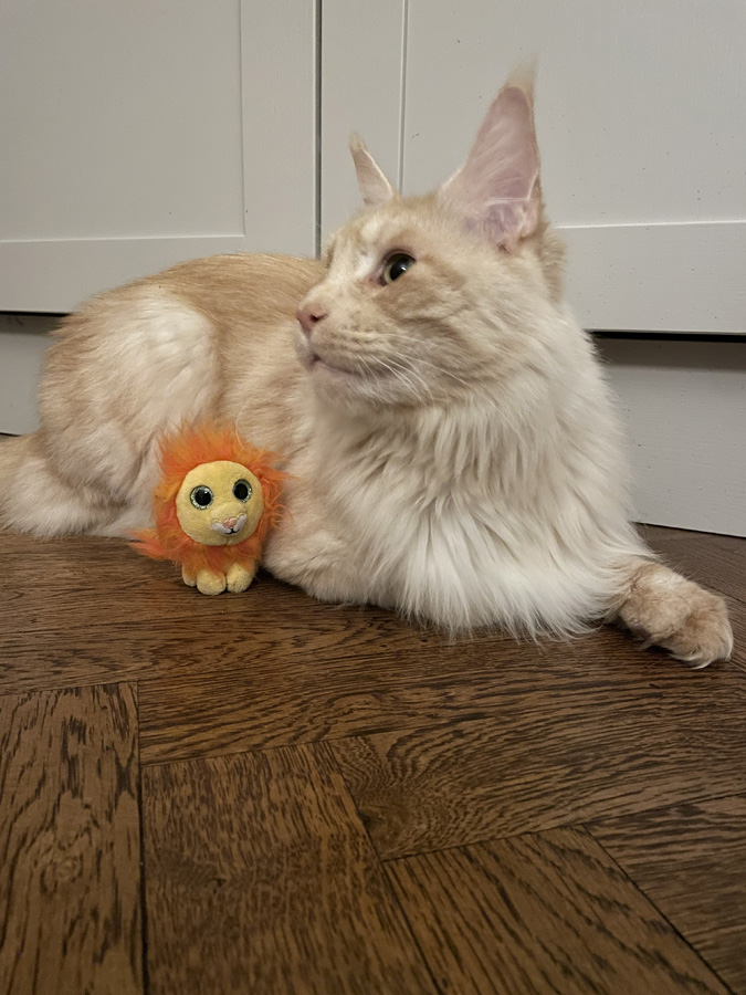 Dave and his lion