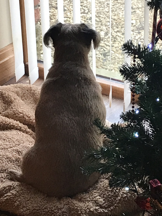 Waiting for Santa Paws