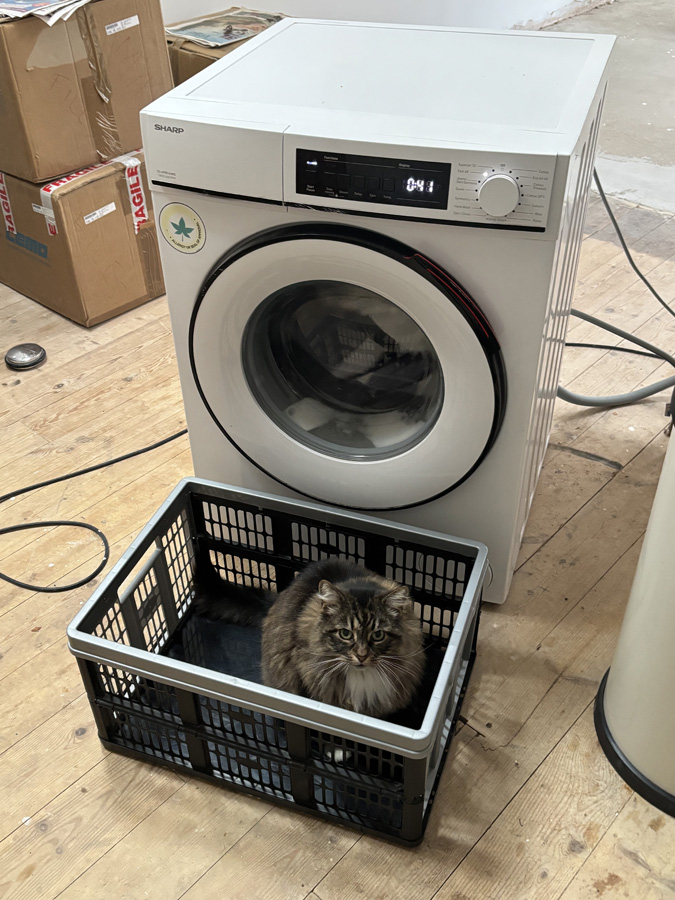 Rosie ‘helping’ me do the washing.