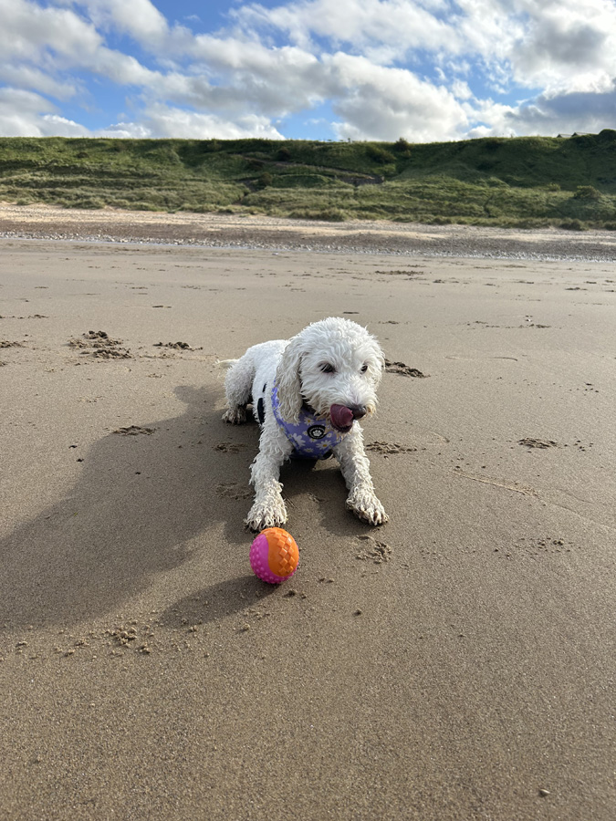 Daisy at the beach