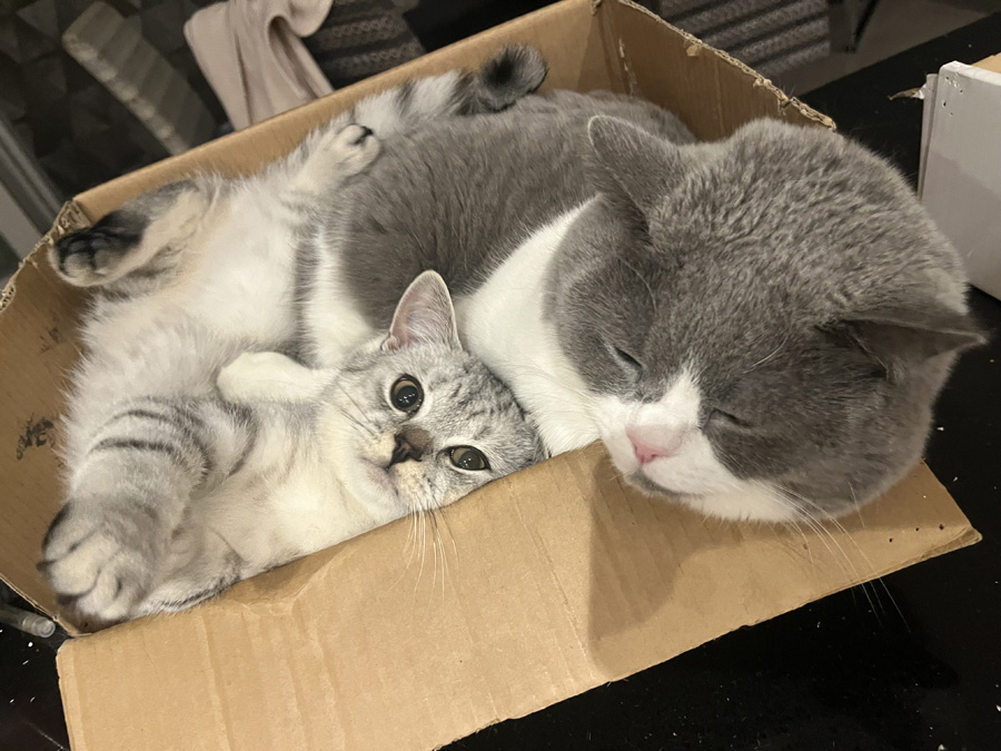 Cuddle buddies