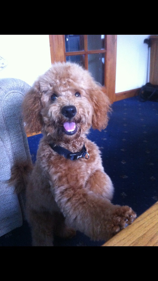 Monty the best apricot cockapoo boy !