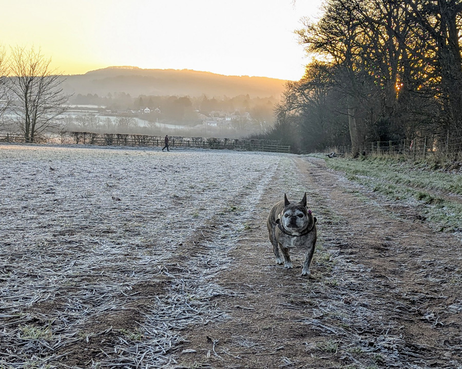 Morning walks