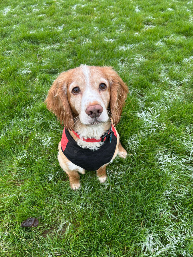 Sam the spaniel