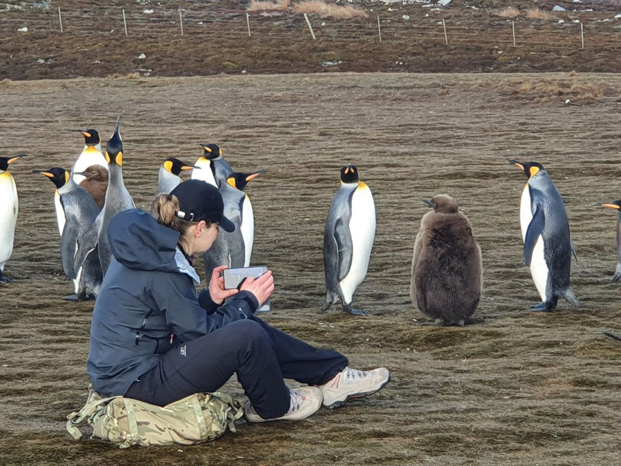 Pinguins in Falklands