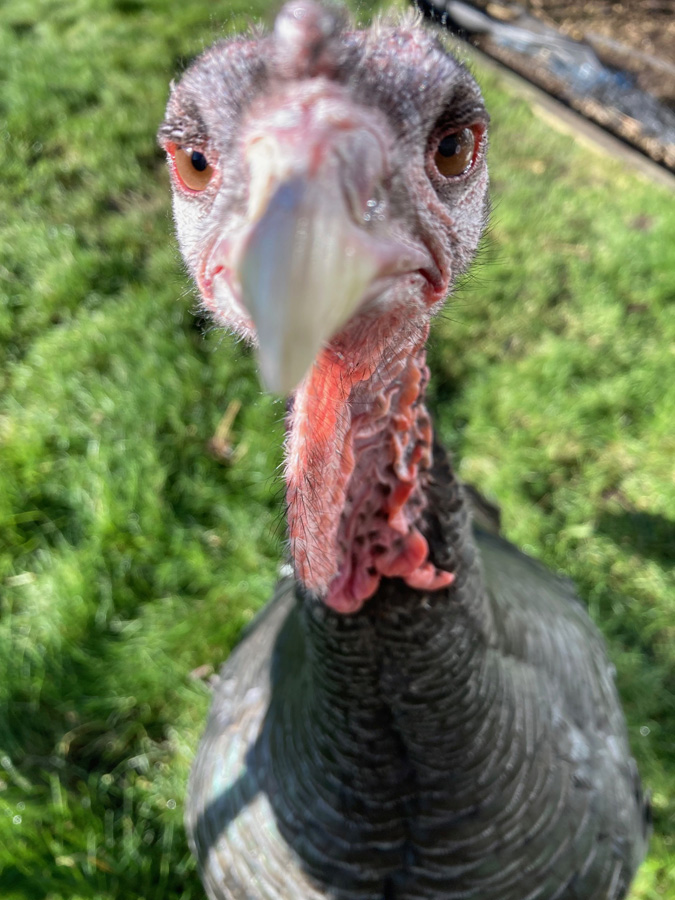 My beautiful pet turkey, Willimena