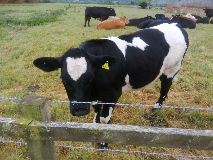 A Valentine’s Cow