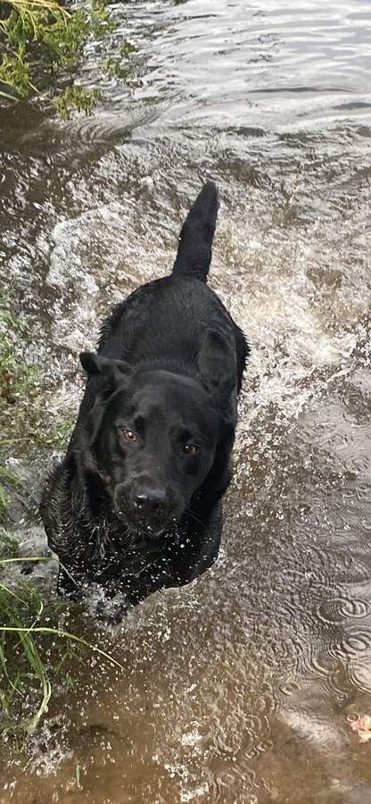 My ‘Ajax’ the handsome Labrador