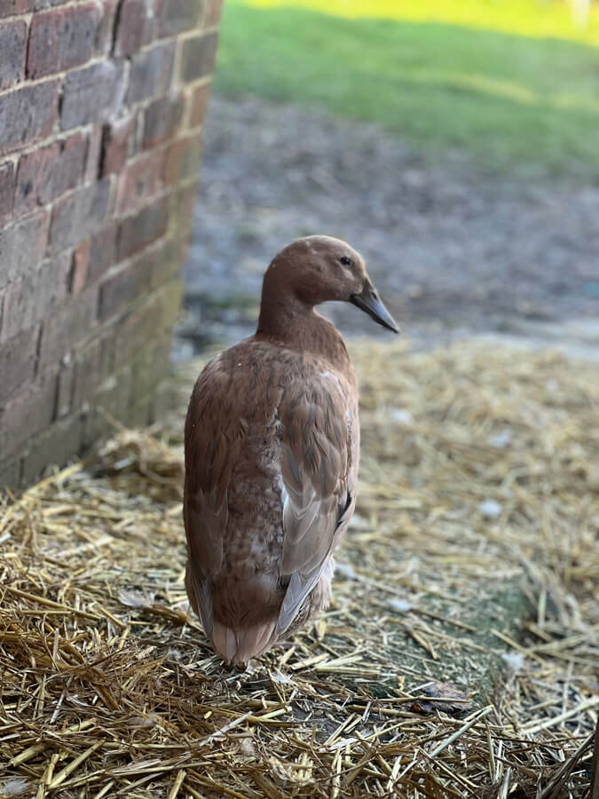 Love is my pet duck Melvyn