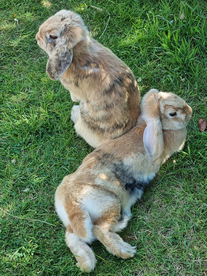 Bunny love