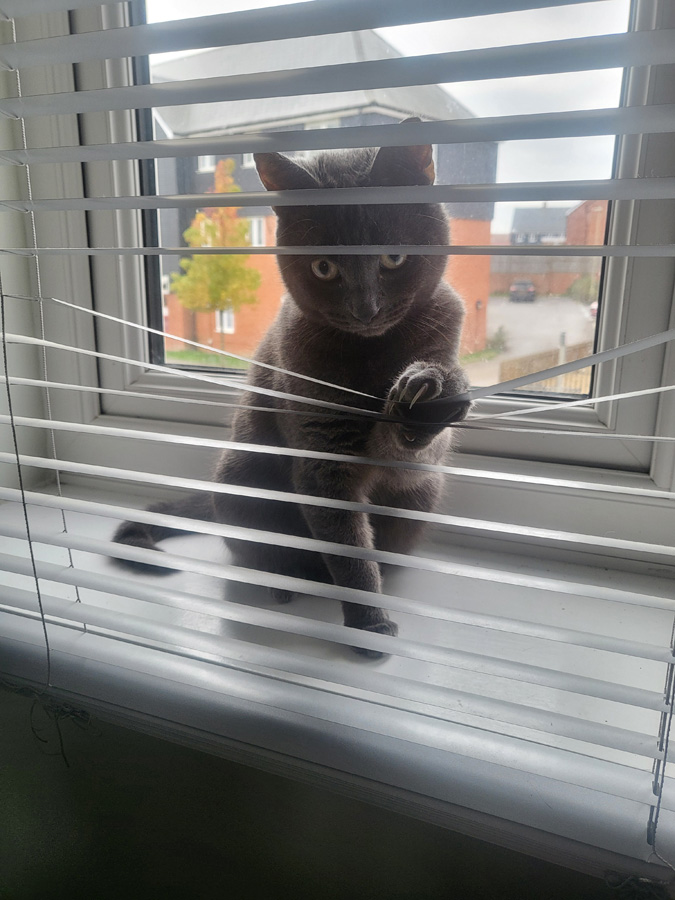 My adorable cat making sure I know she's watching my every move.