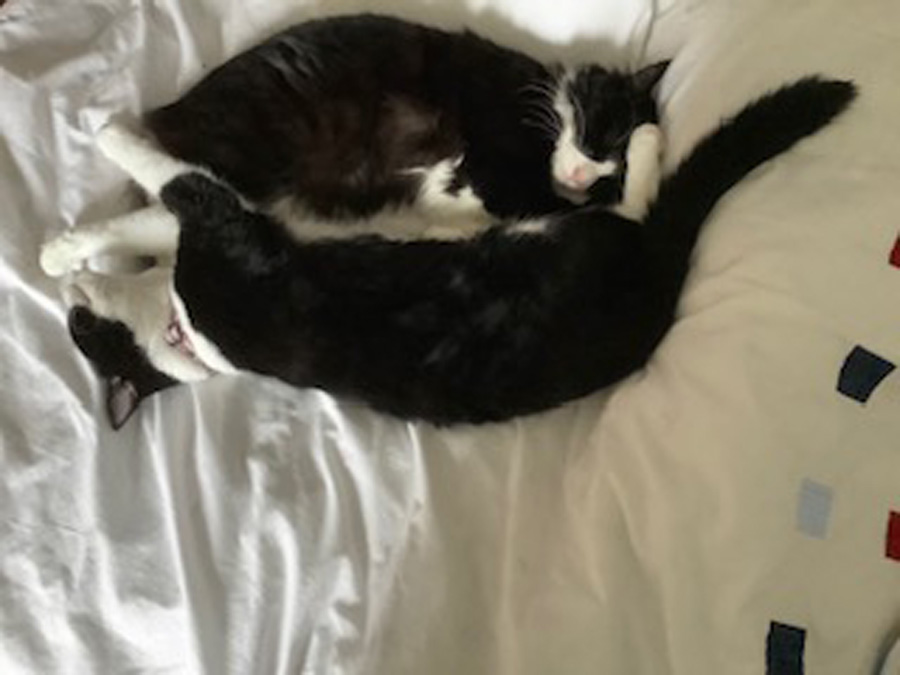 Ying and Yang - my twin cats