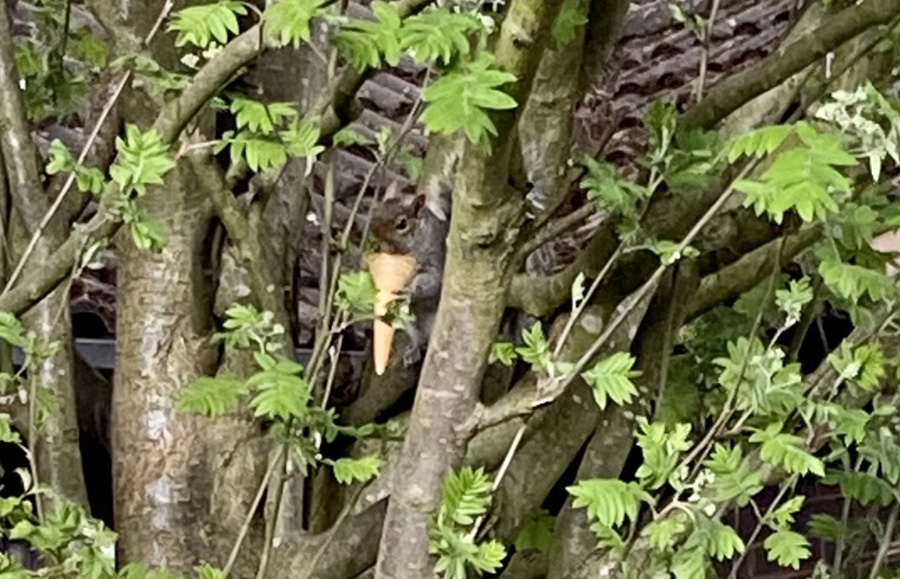 I love ice cream as much as this squirrel does