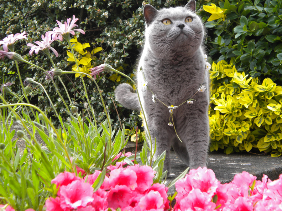 Oscar in the garden