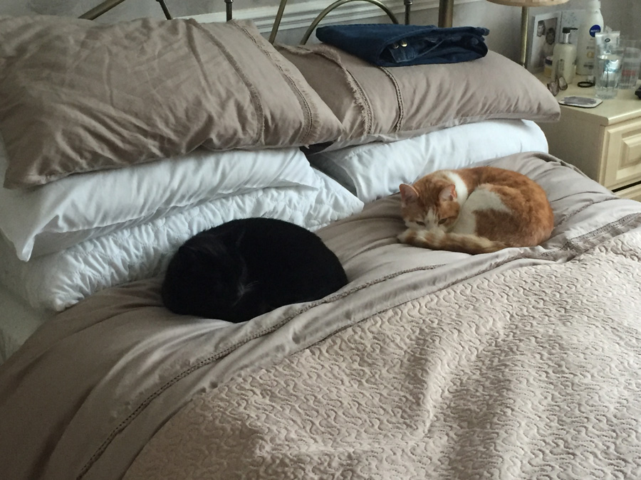 Who is sleeping on our bed?