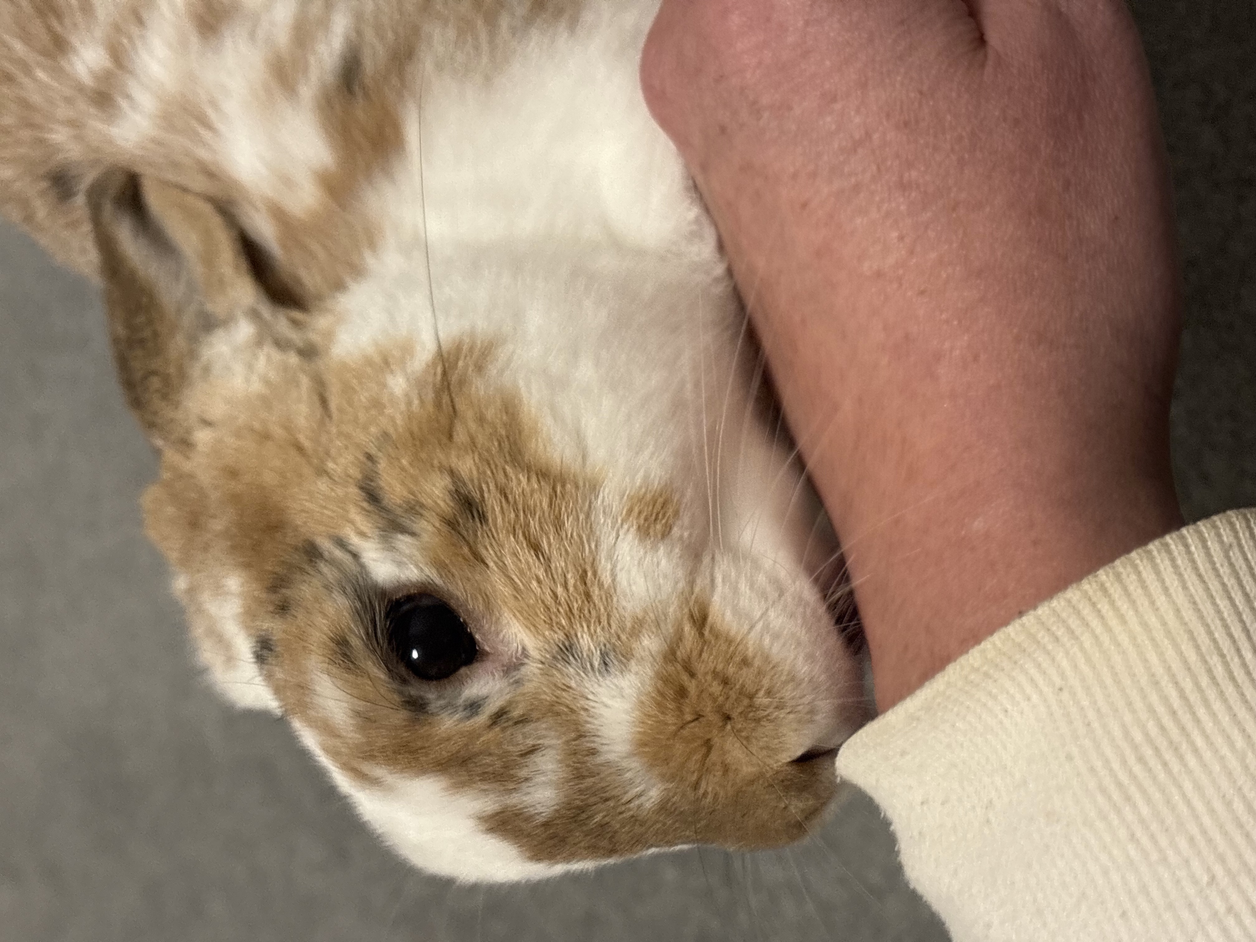 Love to me is a feeling of affection . With Bob it’s the little licks he gives me as he can’t talk and say love you .