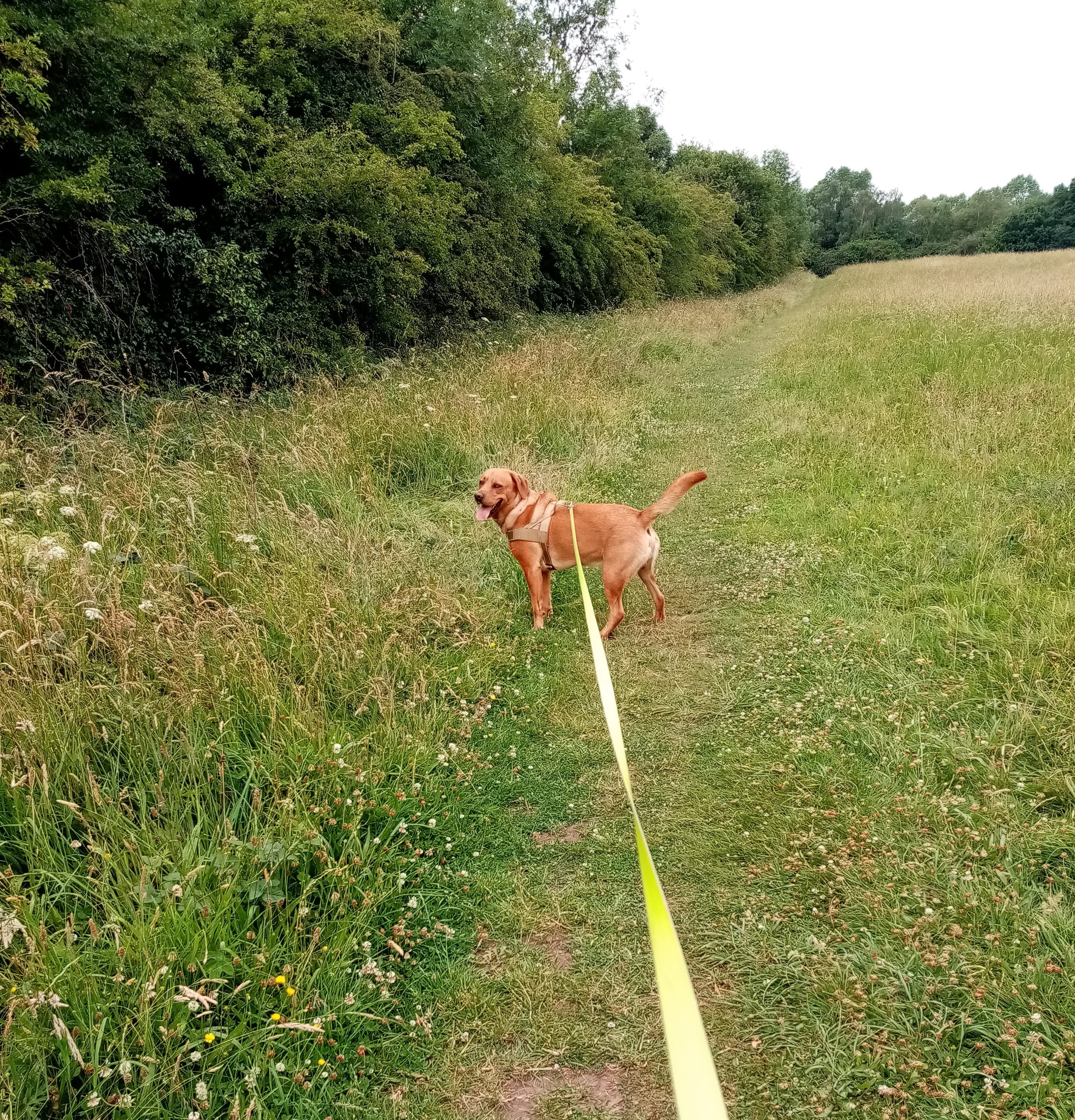 Love is going for a walk in the countryside with our dog