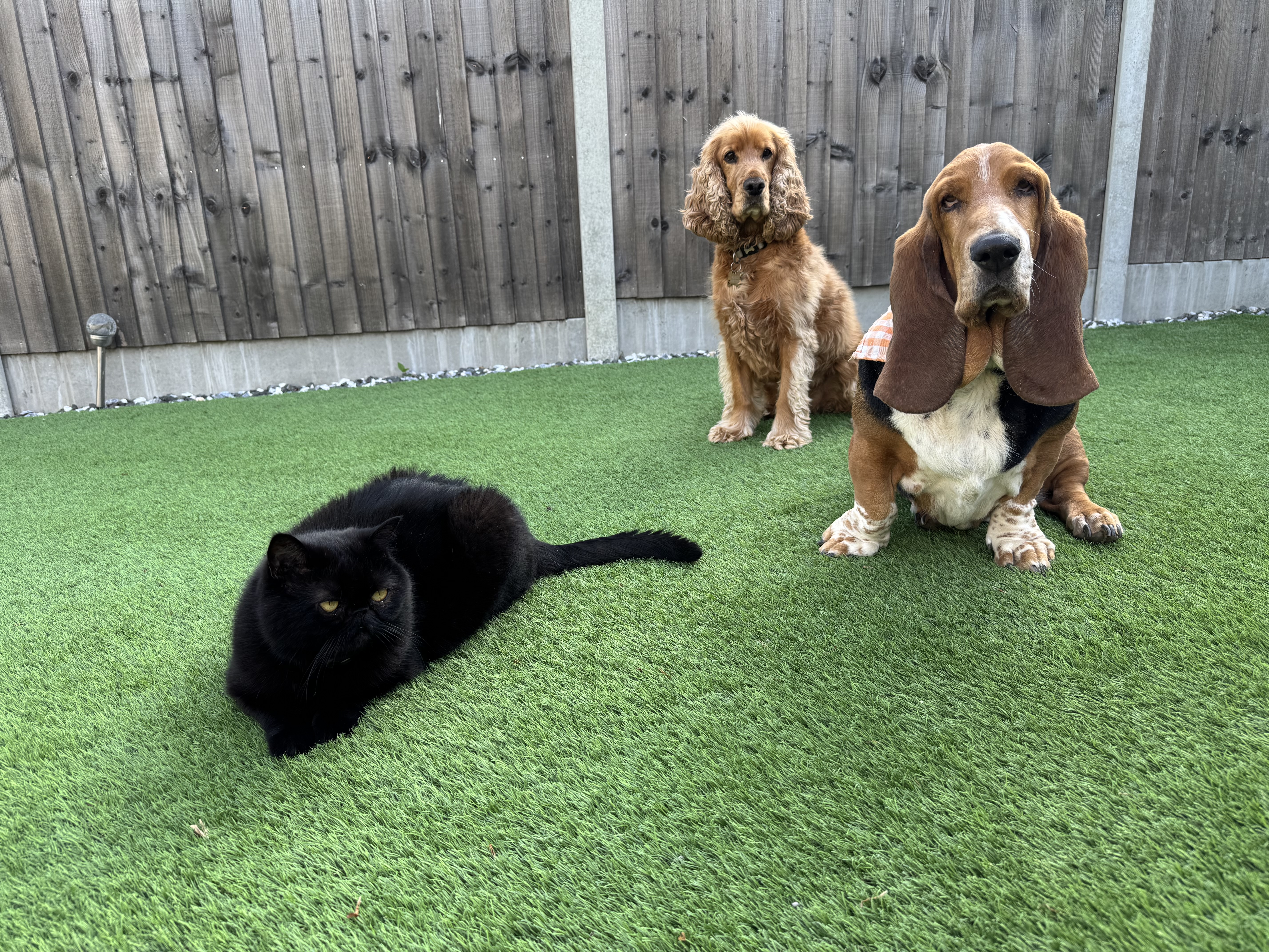 An unconditional bond from a set of four paws!