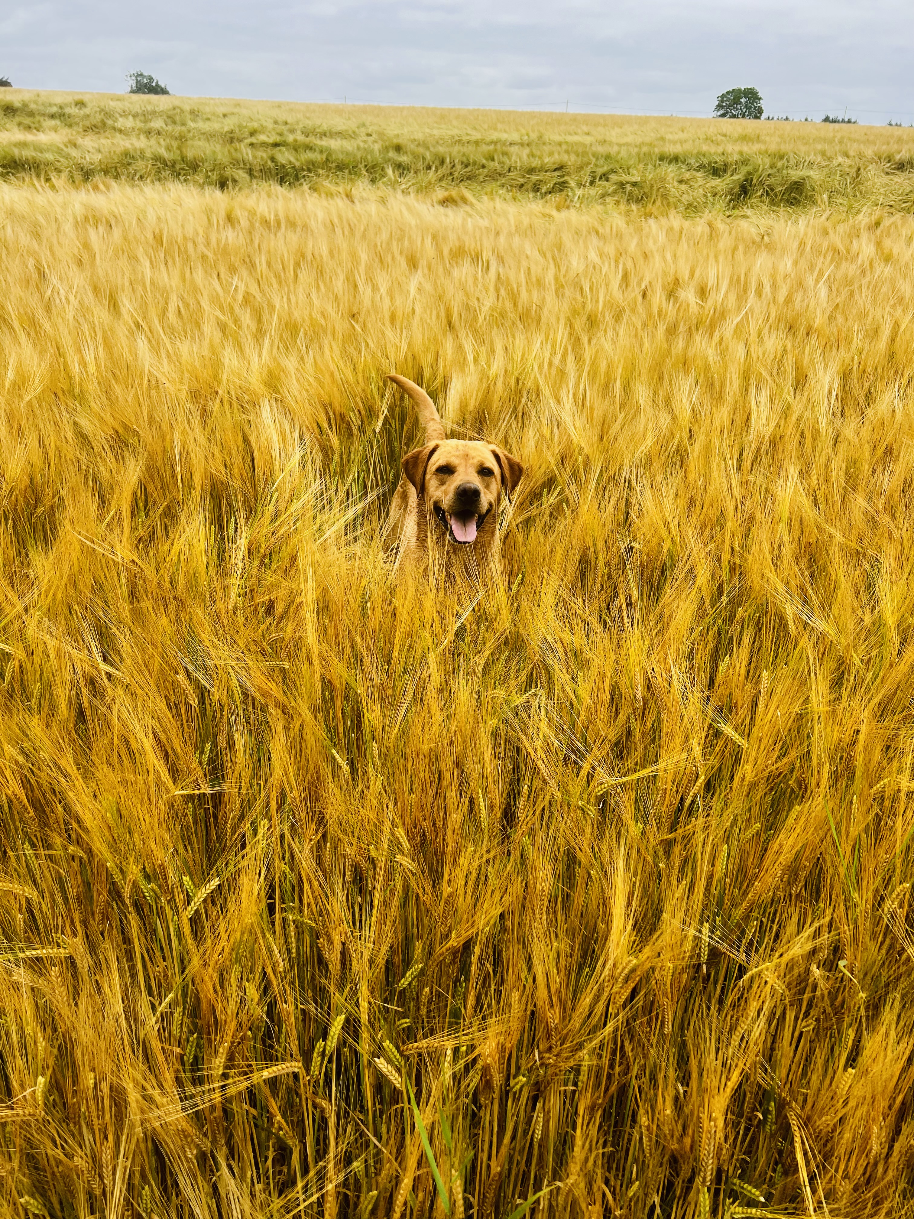 My dog !! Unconditional love