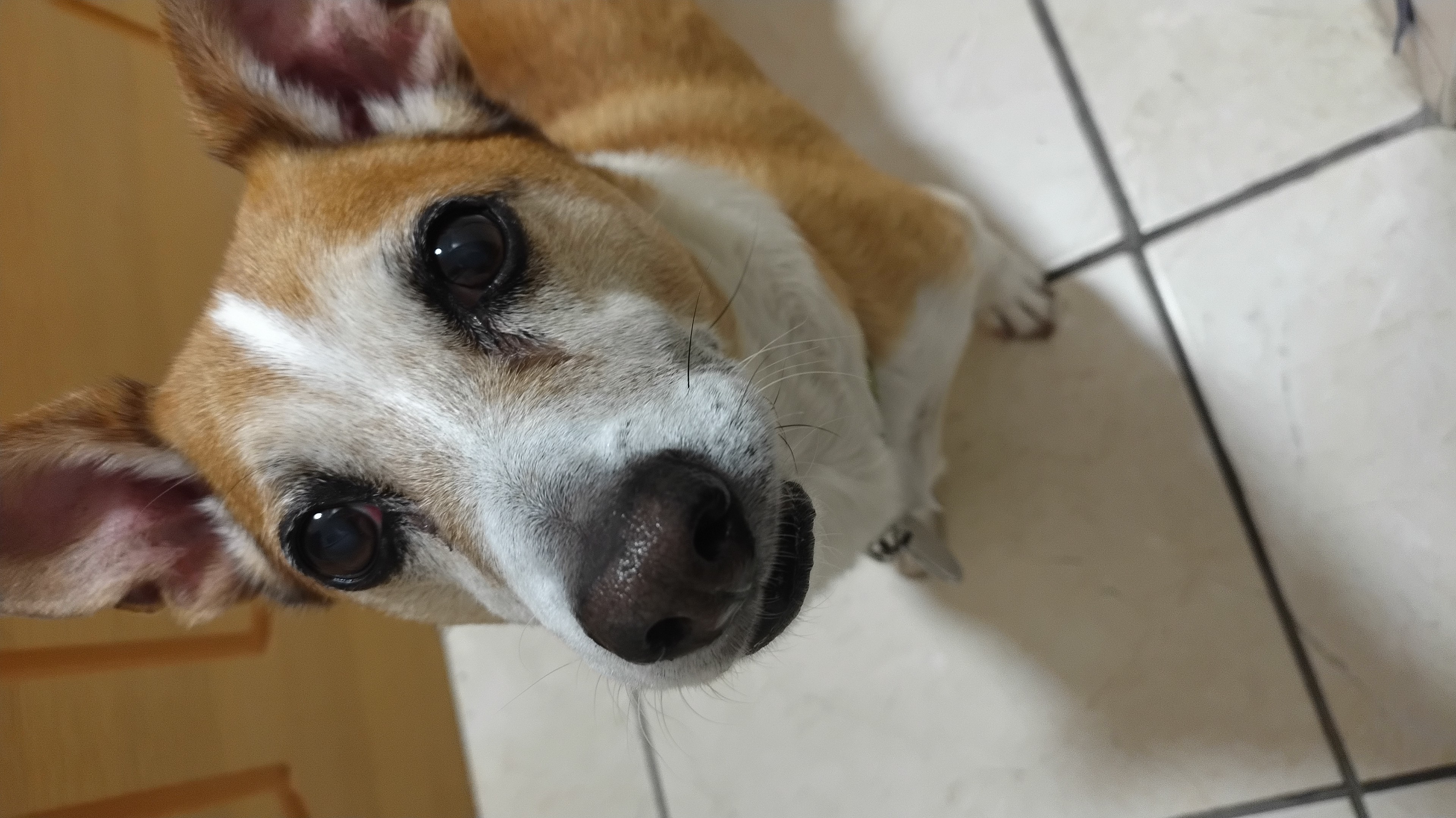 Trust, safety, confidence for our rescue dog who is now a very old, but very happy boy