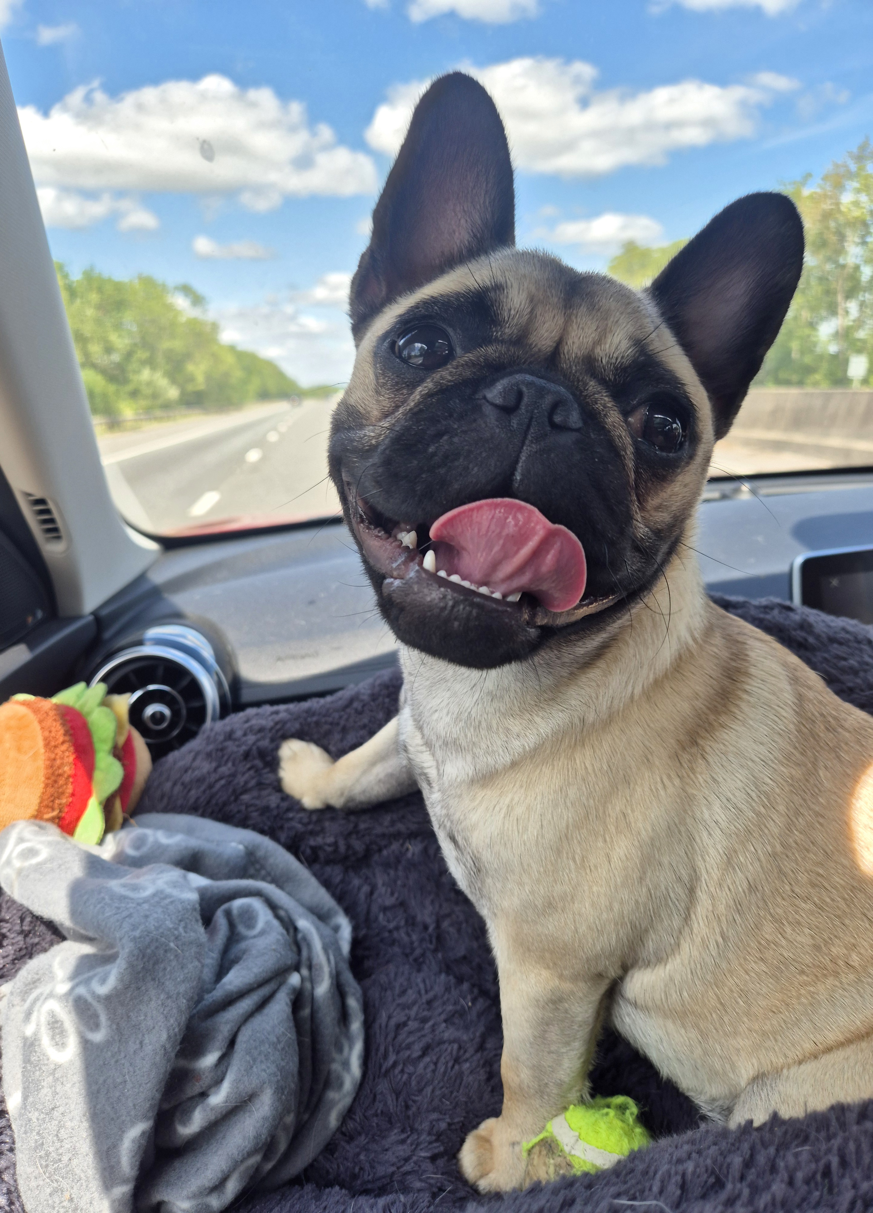Snuggles and wet nose kisses from my ohhhh so cute furbaby, Shelby, a gorgeous girl frug (frenchie cross pug)