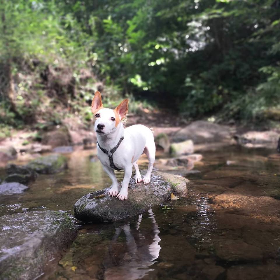 I love  my furbaby Jack so much!